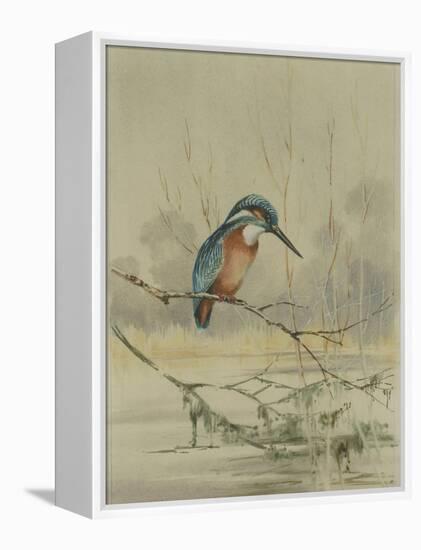 Kingfisher, Illustration from 'A History of British Birds' by William Yarrell, c.1905-10-Edward Adrian Wilson-Framed Premier Image Canvas