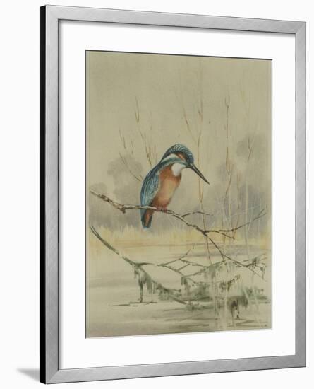 Kingfisher, Illustration from 'A History of British Birds' by William Yarrell, c.1905-10-Edward Adrian Wilson-Framed Giclee Print