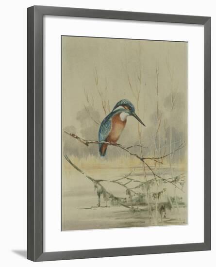 Kingfisher, Illustration from 'A History of British Birds' by William Yarrell, c.1905-10-Edward Adrian Wilson-Framed Giclee Print