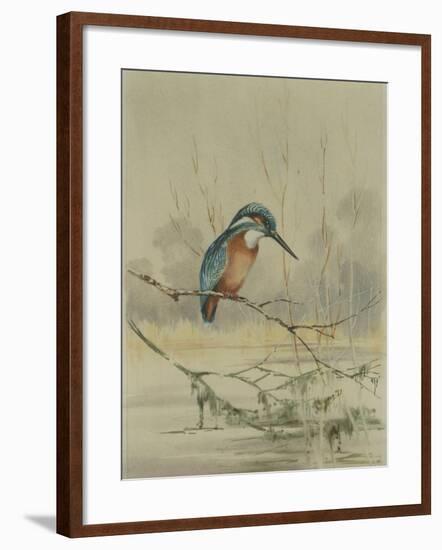 Kingfisher, Illustration from 'A History of British Birds' by William Yarrell, c.1905-10-Edward Adrian Wilson-Framed Giclee Print