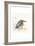 Kingfisher Lane-Sillier than Sally-Framed Art Print