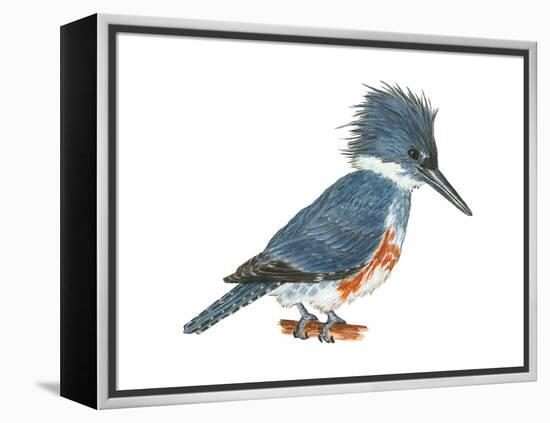 Kingfisher (Megaceryle Alcyon), Birds-Encyclopaedia Britannica-Framed Stretched Canvas