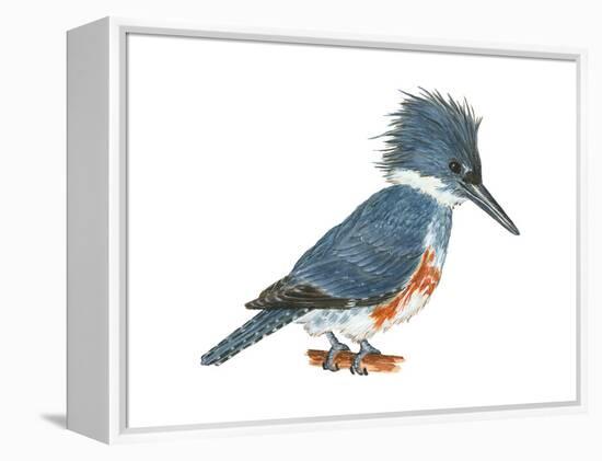 Kingfisher (Megaceryle Alcyon), Birds-Encyclopaedia Britannica-Framed Stretched Canvas