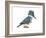 Kingfisher (Megaceryle Alcyon), Birds-Encyclopaedia Britannica-Framed Art Print