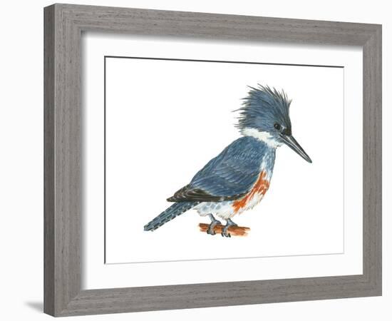 Kingfisher (Megaceryle Alcyon), Birds-Encyclopaedia Britannica-Framed Art Print