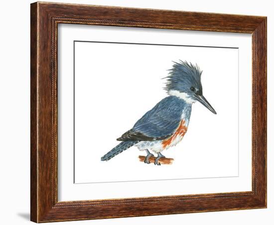 Kingfisher (Megaceryle Alcyon), Birds-Encyclopaedia Britannica-Framed Art Print