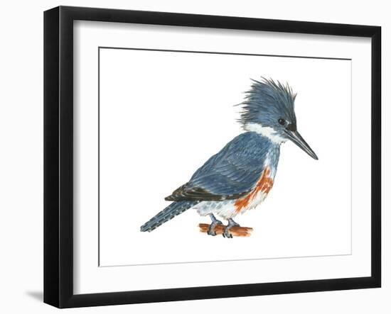Kingfisher (Megaceryle Alcyon), Birds-Encyclopaedia Britannica-Framed Art Print