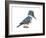 Kingfisher (Megaceryle Alcyon), Birds-Encyclopaedia Britannica-Framed Art Print