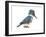 Kingfisher (Megaceryle Alcyon), Birds-Encyclopaedia Britannica-Framed Art Print