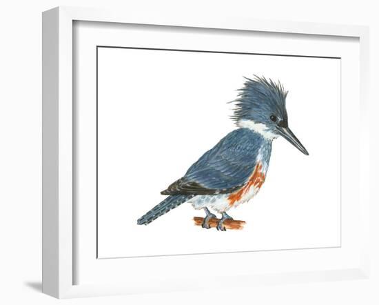 Kingfisher (Megaceryle Alcyon), Birds-Encyclopaedia Britannica-Framed Art Print