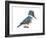 Kingfisher (Megaceryle Alcyon), Birds-Encyclopaedia Britannica-Framed Art Print