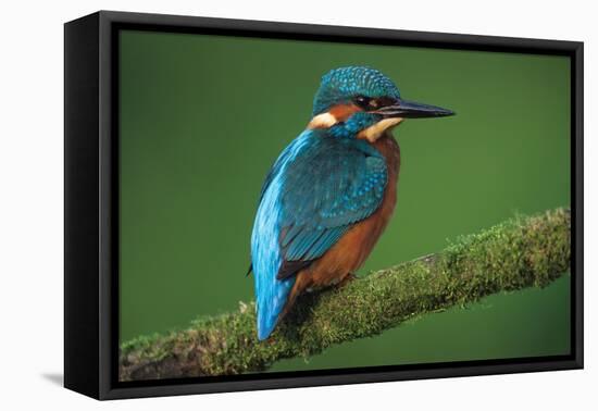 Kingfisher Perched on Branch-null-Framed Premier Image Canvas