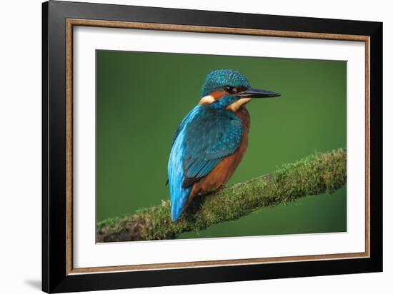 Kingfisher Perched on Branch-null-Framed Photographic Print