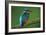 Kingfisher Perched on Branch-null-Framed Photographic Print