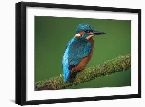 Kingfisher Perched on Branch-null-Framed Photographic Print
