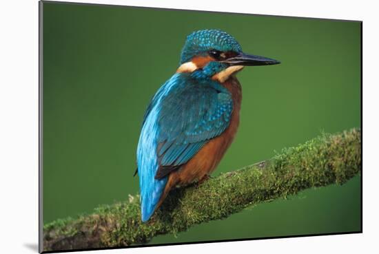 Kingfisher Perched on Branch-null-Mounted Photographic Print