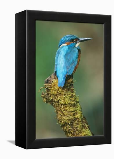 Kingfisher Perched on Moss Covered Tree Stump-null-Framed Premier Image Canvas