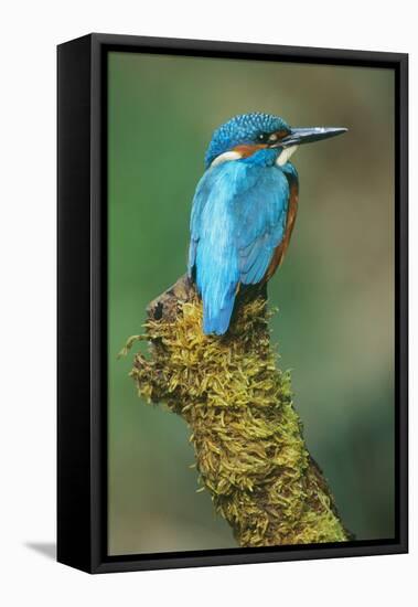 Kingfisher Perched on Moss Covered Tree Stump-null-Framed Premier Image Canvas