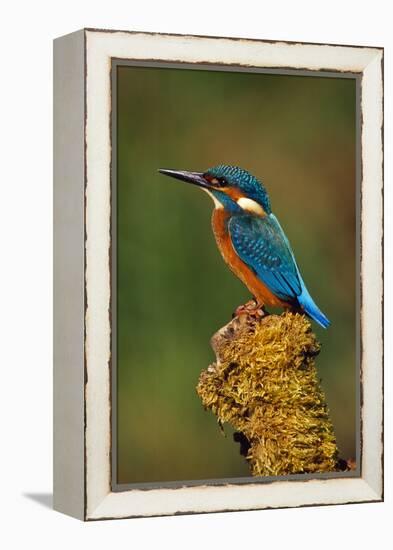 Kingfisher Perched on Moss Covered Tree Stump-null-Framed Premier Image Canvas