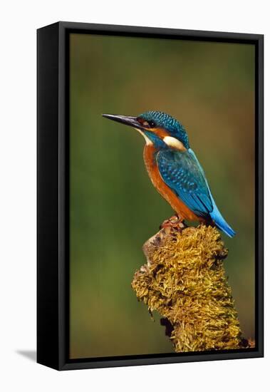 Kingfisher Perched on Moss Covered Tree Stump-null-Framed Premier Image Canvas