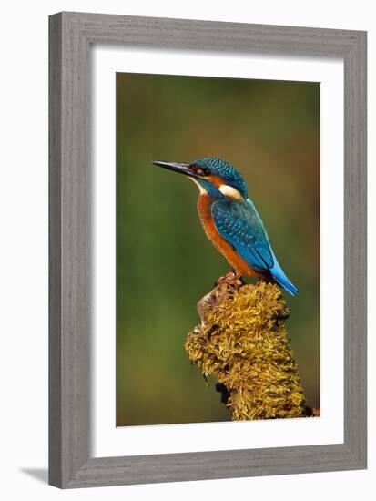 Kingfisher Perched on Moss Covered Tree Stump-null-Framed Photographic Print