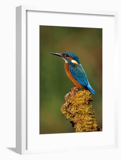Kingfisher Perched on Moss Covered Tree Stump-null-Framed Photographic Print