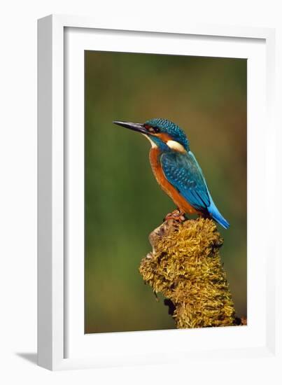 Kingfisher Perched on Moss Covered Tree Stump-null-Framed Photographic Print