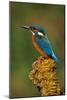 Kingfisher Perched on Moss Covered Tree Stump-null-Mounted Photographic Print