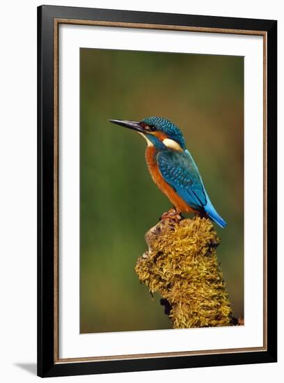 Kingfisher Perched on Moss Covered Tree Stump-null-Framed Photographic Print