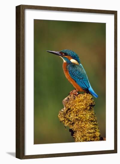 Kingfisher Perched on Moss Covered Tree Stump-null-Framed Photographic Print