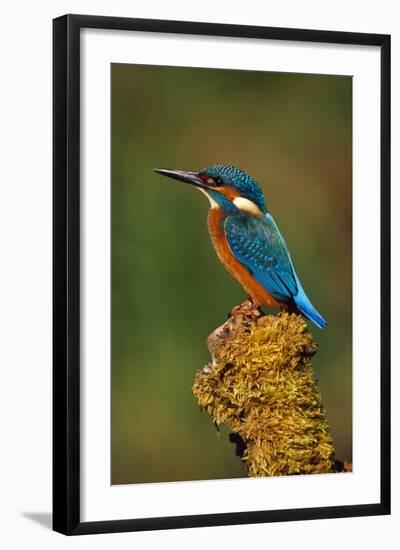 Kingfisher Perched on Moss Covered Tree Stump-null-Framed Photographic Print