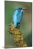Kingfisher Perched on Moss Covered Tree Stump-null-Mounted Photographic Print