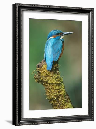 Kingfisher Perched on Moss Covered Tree Stump-null-Framed Photographic Print