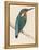 Kingfisher Sitting on a Thin Branch-Reverend Francis O. Morris-Framed Premier Image Canvas