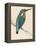 Kingfisher Sitting on a Thin Branch-Reverend Francis O. Morris-Framed Premier Image Canvas