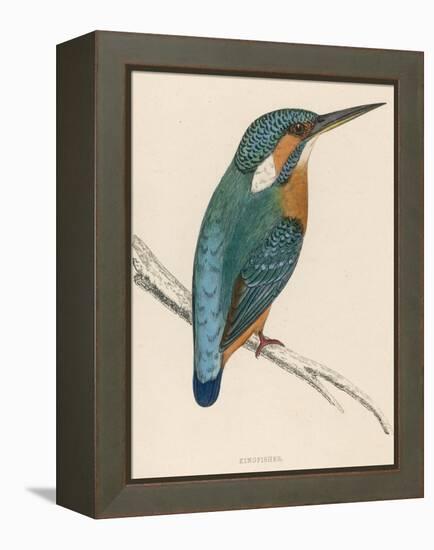 Kingfisher Sitting on a Thin Branch-Reverend Francis O. Morris-Framed Premier Image Canvas