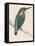 Kingfisher Sitting on a Thin Branch-Reverend Francis O. Morris-Framed Premier Image Canvas