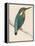 Kingfisher Sitting on a Thin Branch-Reverend Francis O. Morris-Framed Premier Image Canvas