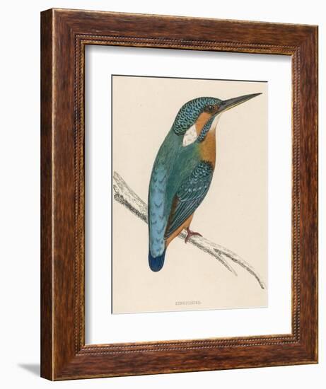 Kingfisher Sitting on a Thin Branch-Reverend Francis O. Morris-Framed Photographic Print