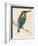 Kingfisher Sitting on a Thin Branch-Reverend Francis O. Morris-Framed Photographic Print