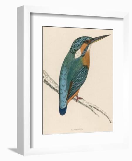 Kingfisher Sitting on a Thin Branch-Reverend Francis O. Morris-Framed Photographic Print