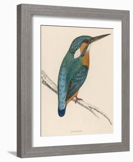 Kingfisher Sitting on a Thin Branch-Reverend Francis O. Morris-Framed Photographic Print