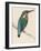 Kingfisher Sitting on a Thin Branch-Reverend Francis O. Morris-Framed Photographic Print