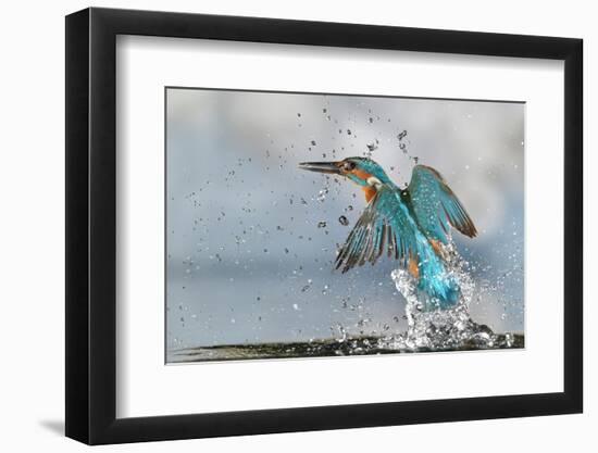 Kingfisher taking off from water, France-Michel Poinsignon-Framed Photographic Print