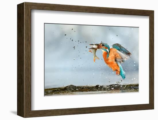 Kingfisher taking off from water with fish, France-Michel Poinsignon-Framed Photographic Print