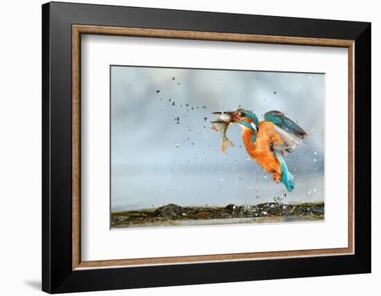 Kingfisher taking off from water with fish, France-Michel Poinsignon-Framed Photographic Print