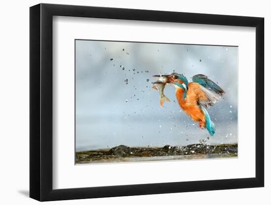 Kingfisher taking off from water with fish, France-Michel Poinsignon-Framed Photographic Print