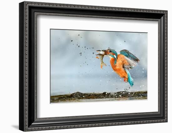 Kingfisher taking off from water with fish, France-Michel Poinsignon-Framed Photographic Print