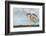 Kingfisher taking off from water with fish, France-Michel Poinsignon-Framed Photographic Print