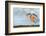 Kingfisher taking off from water with fish, France-Michel Poinsignon-Framed Photographic Print